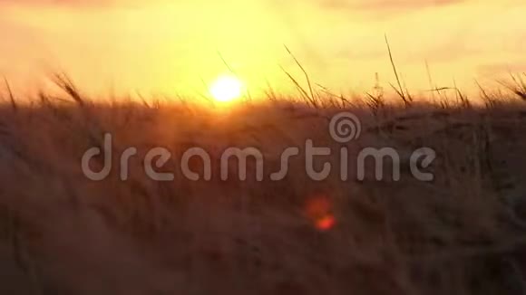 看一看田野那里的小麦在夕阳下激荡视频的预览图