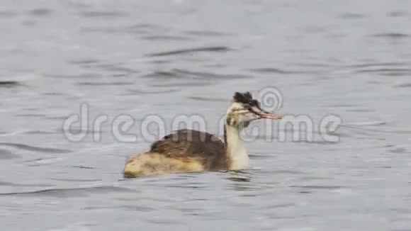 在一个阴天的夏天小鸟在湖面上游泳视频的预览图