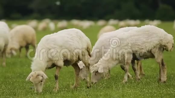 草地上一群毛绵绵的绵羊在草地上安静地吃草奶酪的生产视频的预览图