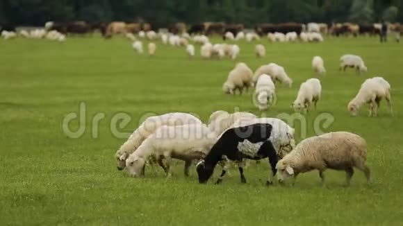 绒毛羔羊吃茂盛的绿草农村农业羊毛生产视频的预览图