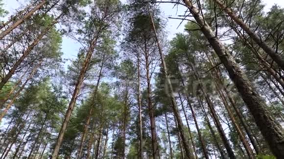 镜头移动旋转的低角度拍摄穿过郁郁葱葱的原始松林呈现出高大古老的树木自然与苔藓视频的预览图