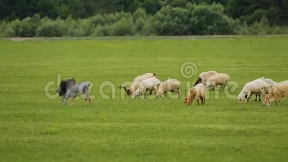 一群毛茸茸的绵羊和山羊在草地上吃草视频的预览图