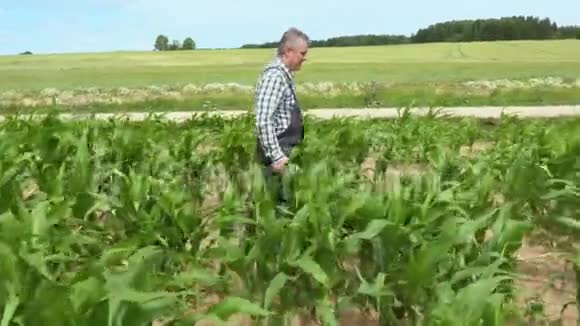 农夫在生长不好的玉米地散步视频的预览图