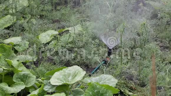 用喷雾器给花园浇水视频的预览图