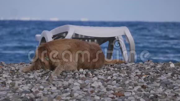 在鹅卵石海滩上玩耍的无家可归的狗视频的预览图