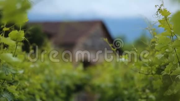 古老的酒窖在葡萄园上密集生长的葡萄藤中家族企业视频的预览图