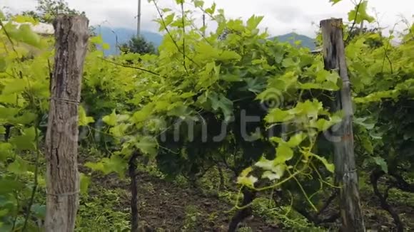 巨大的绿色葡萄种植园附近的房子家庭农业企业酿酒视频的预览图