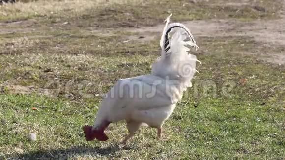 村里草坪上美丽的白公鸡视频的预览图