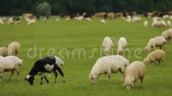 牛羊在宽敞的农场草地上放牧肉类生产视频的预览图