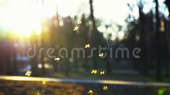 在夕阳的照耀下小在公园里飞来飞去蚊子在公园里嗡嗡作响视频的预览图