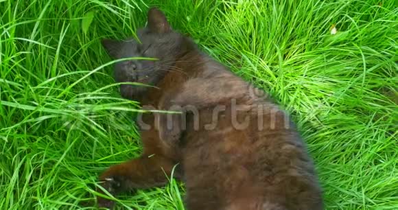 放轻松的黑猫躺在草地上视频的预览图