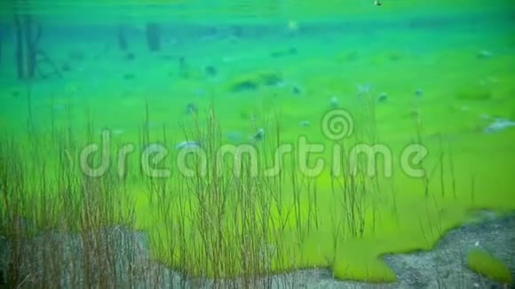 在清澈的湖水中美丽多彩的水下自然视频的预览图