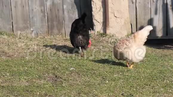 家鸡在村里的草坪上放牧视频的预览图