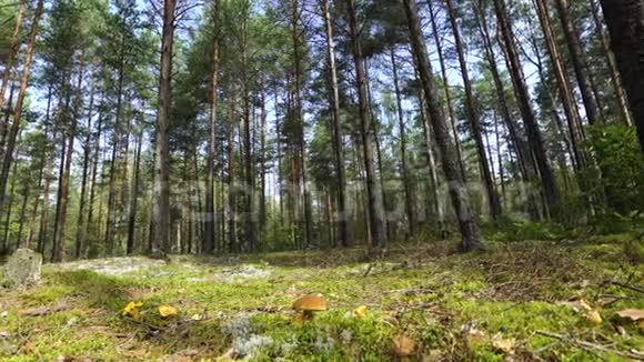 镜头移动旋转的低角度拍摄穿过郁郁葱葱的原始松林呈现出高大古老的树木自然与野生视频的预览图