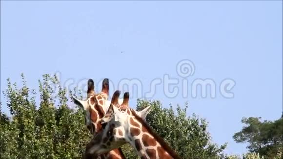 长颈鹿在野生动物园里视频的预览图