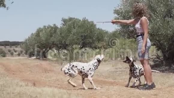 达尔马提亚狗在森林里玩耍和跳跃视频的预览图