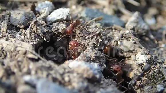 亚马逊蚂蚁在他们的入口处以FormicaRufibarbis蚂蚁为奴隶视频的预览图