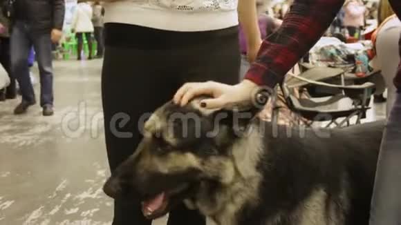 两个女人在宠物展览会上抚摸着有趣的德国牧羊犬动物视频的预览图