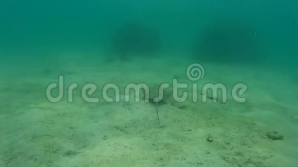 暹罗湾水下的星象视频的预览图