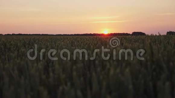 日落时分夕阳透过绿色的小麦叶片照射在农田上视频的预览图