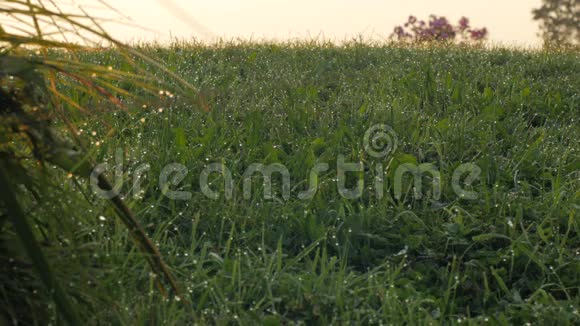 日落时草坪上的露水视频的预览图