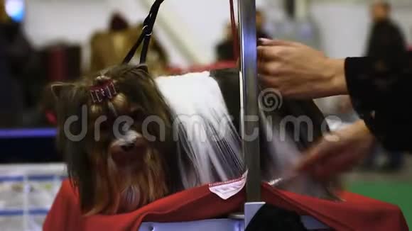 在宠物展览会上一头长发的狗梳着纯种的约克郡梗视频的预览图