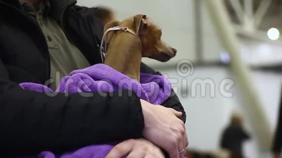手里拿着一只害怕的狗的人兽医诊所里的一只害怕的宠物可爱的动物视频的预览图