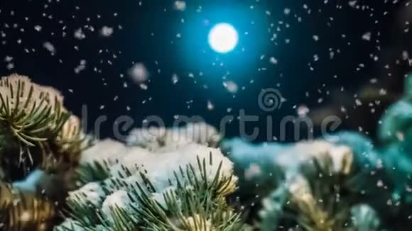 一个月亮的夜晚冬天森林里柔和的降雪一个美丽的夜晚冬天的的冬季景观视频视频的预览图