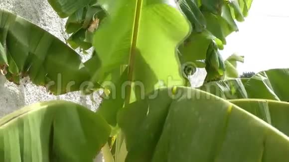 香蕉叶随风飘动视频的预览图