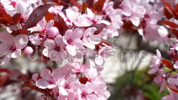 日本樱桃或樱花粉红色花视频的预览图