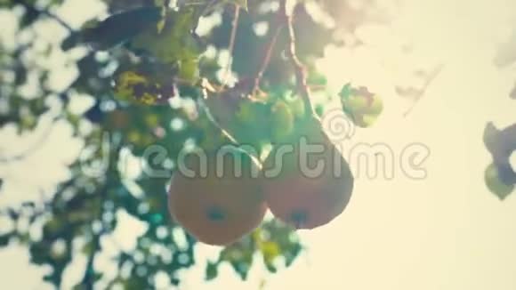 一对熟梨挂在树枝上梨在阳光下视频的预览图