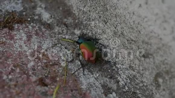 巨大的甲虫在石头地板上奔跑视频的预览图