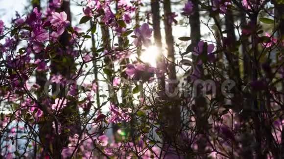 森林里美丽的日落夕阳照耀着令人惊叹的粉红色花朵视频的预览图