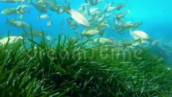 碧波西多尼亚海藻中的水下景观Salema鱼群视频的预览图