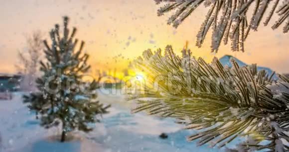 雪花落在白霜松枝上冬日圣诞动画视频的预览图