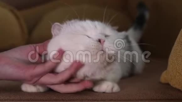 苏格兰折叠猫宠物情妇视频的预览图
