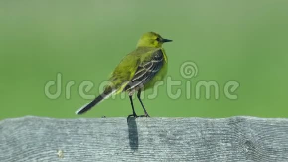 黄色的鸟黄色的摇尾巴坐在木栅栏上夏日阳光明媚的早晨视频的预览图