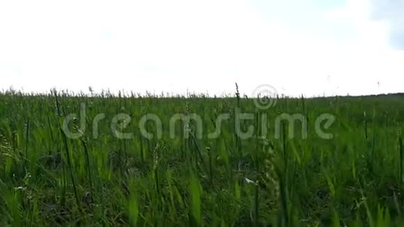 草原上春天的草坪上绿草如茵视频的预览图