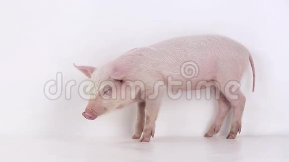 白色的睡猪视频的预览图