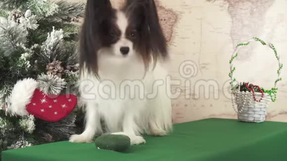 帕皮龙狗正试图从圣诞树附近的圣诞毡上得到一份礼物视频的预览图