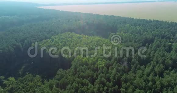 种植木材以进一步切割的全景区视频的预览图