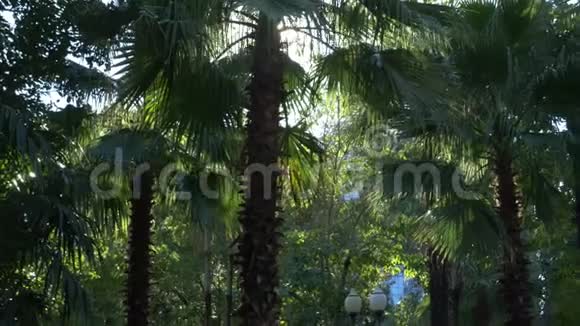 丛林森林的美丽自然热带气候明亮的太阳下的新鲜棕榈树叶4k视频的预览图
