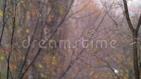 秋天的雪在褪色的树上下视频的预览图