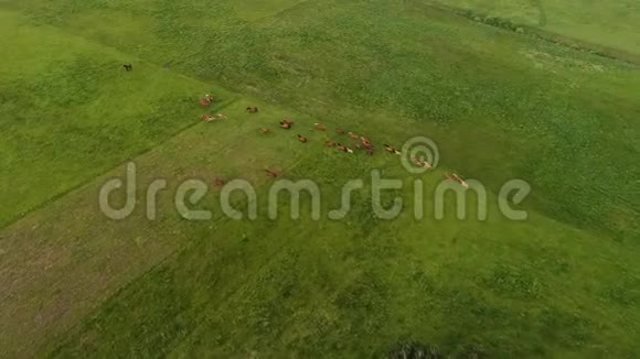 空中无人机镜头马站在绿野视频的预览图