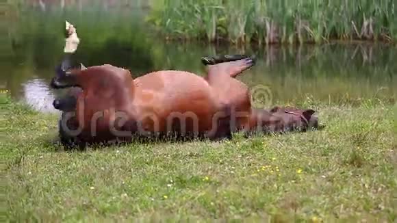 马躺在草地上视频的预览图