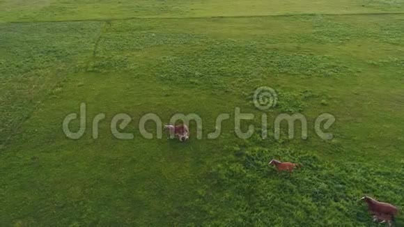 空中无人机镜头马在绿野中奔跑视频的预览图