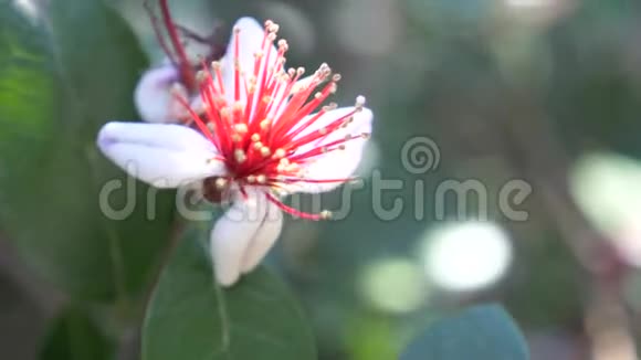 开花树费约亚萨洛维安娜菠萝番石榴番石榴花和芽在飞亚树上的枝条4k视频的预览图