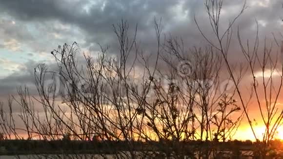 湖上日落树木无叶视频的预览图