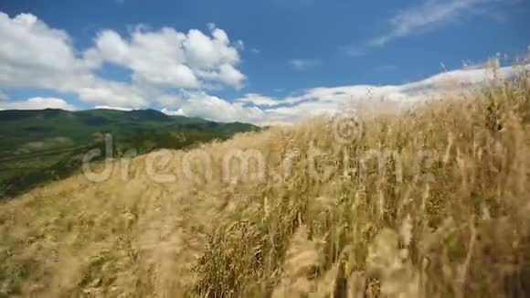 蓝天白云背景下的田野上的黄色小穗故乡自由视频的预览图