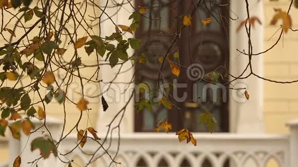 秋天的城市窗前黄树叶的美景视频的预览图